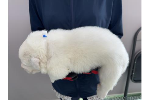 販売中の千葉県のグレートピレニーズ-394914の5枚目